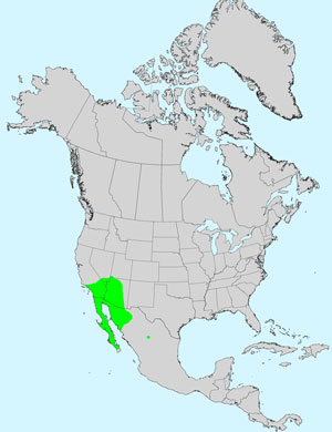 North America species range map for Emory's Rockdaisy, Perityle emoryi: Click image for full size map.